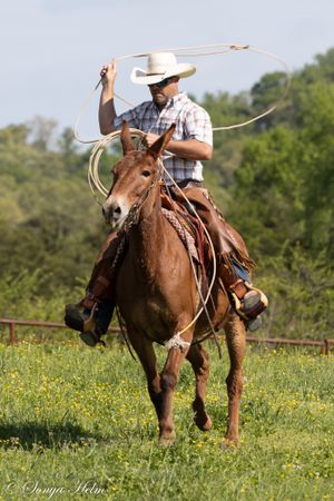 Cowboy on horseback demonstrates roping technique in sunny wildflower field.