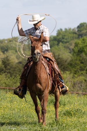 Horse and rider practicing roping techniques in a sunny meadow.