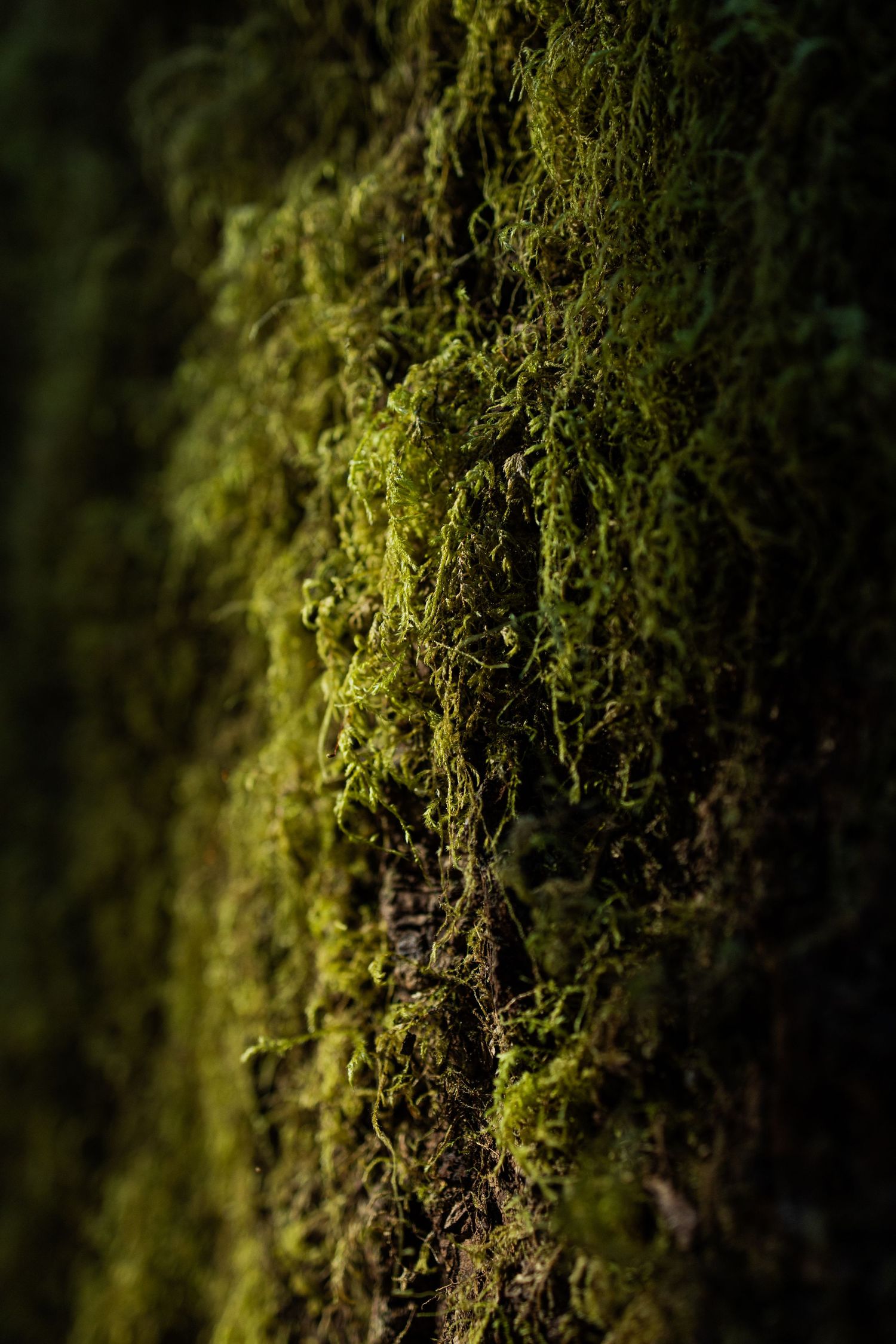 Olympic National Park