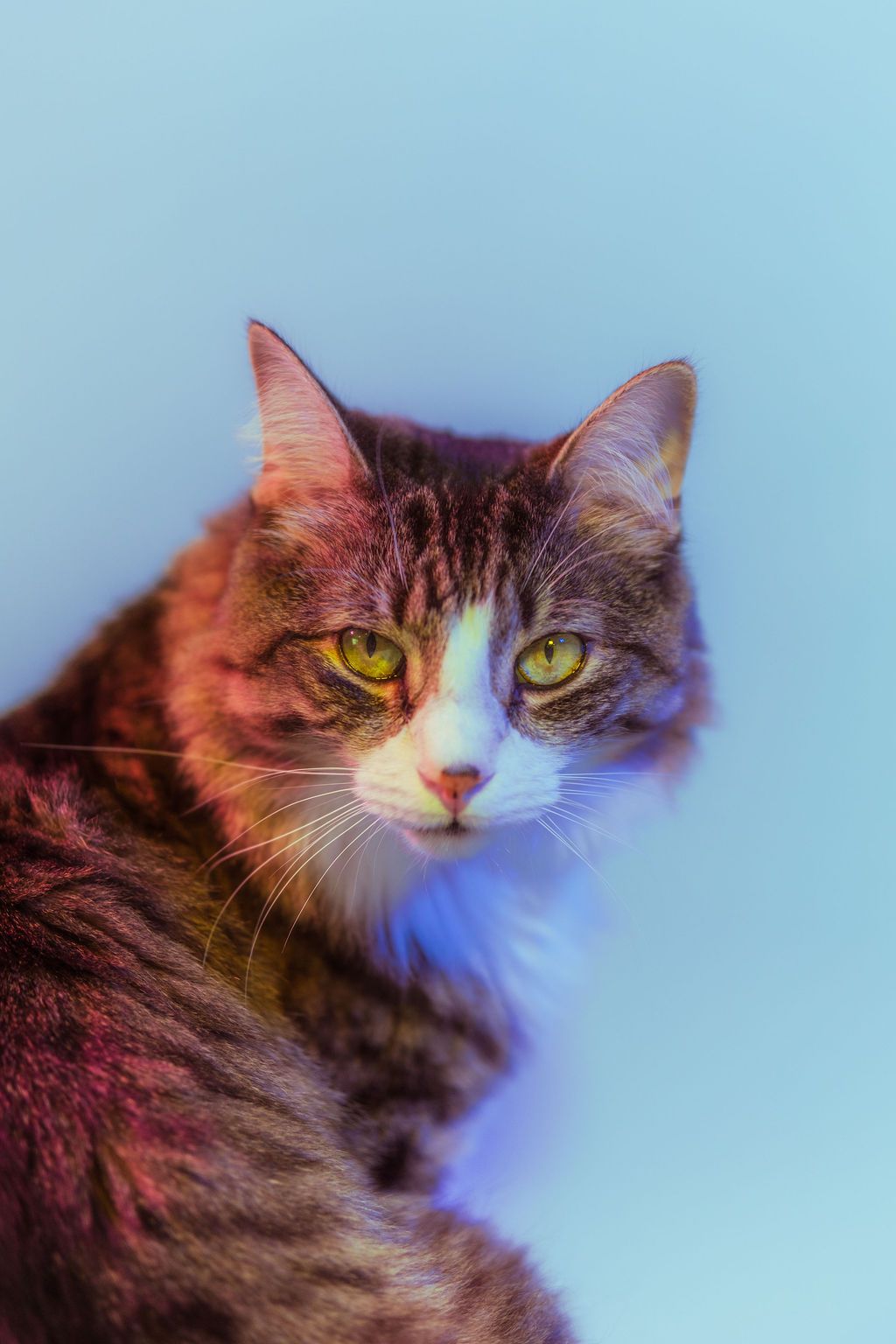 colorful lights studio pet portrait photography