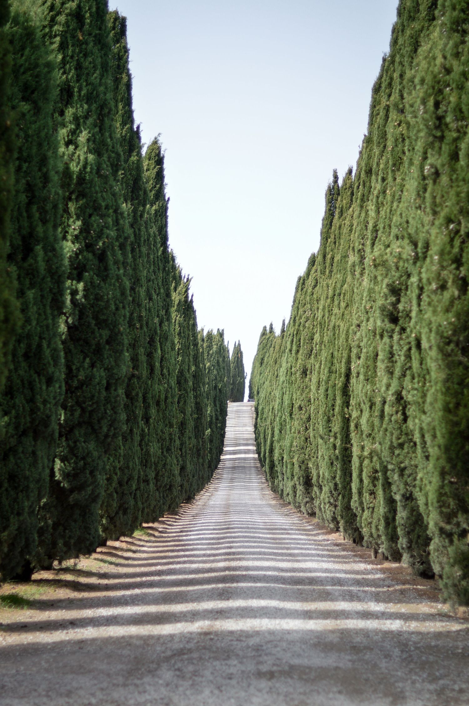 Eine Allee aus Säulen-Zypressen in der Toskana, die zu einem Agriturismo oder Landsitz führt.