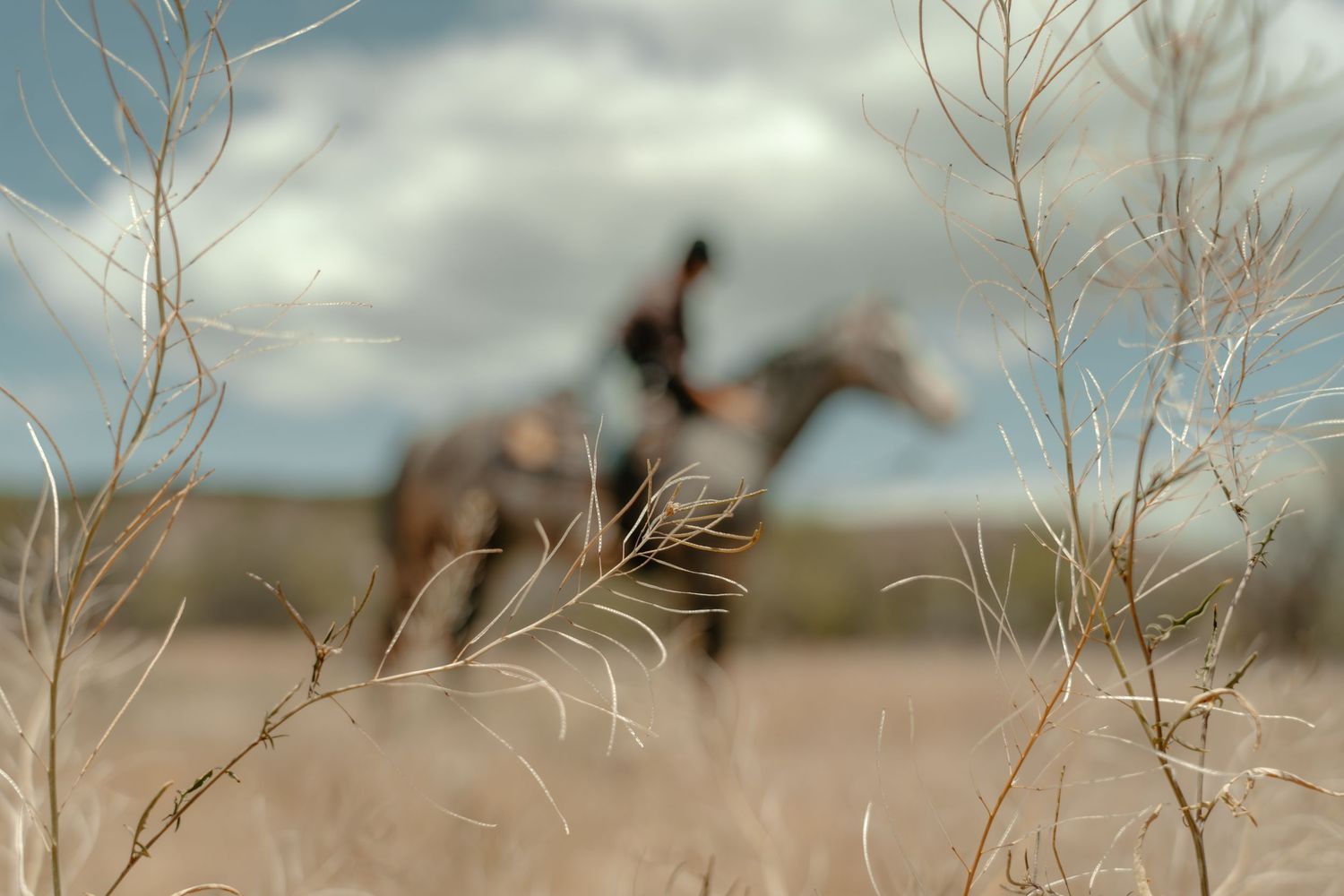Artistic soft focus shot of horse rider through dried grass stalks in desert landscape.