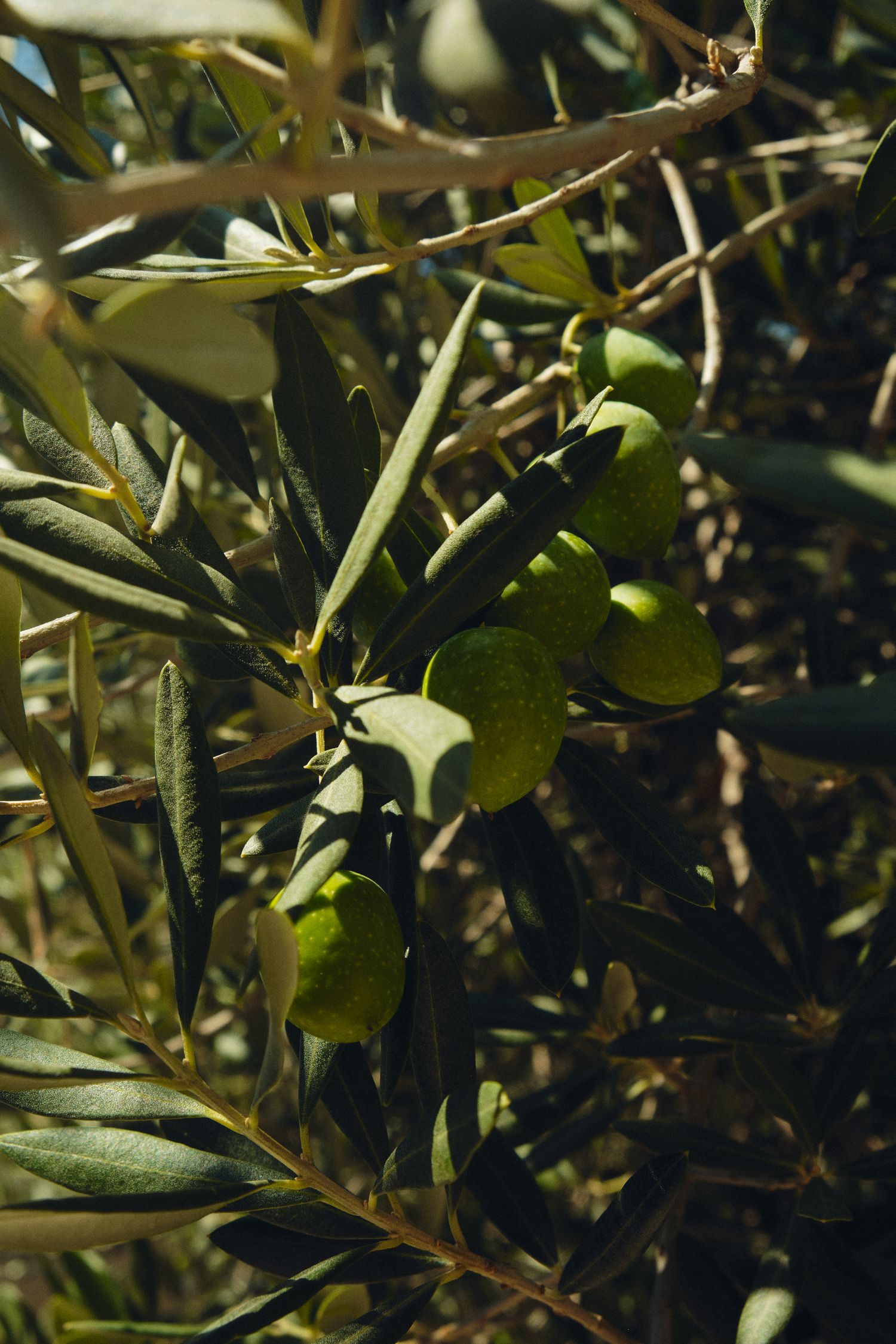 Close-up of green olives growing on branches in natural sunlight.