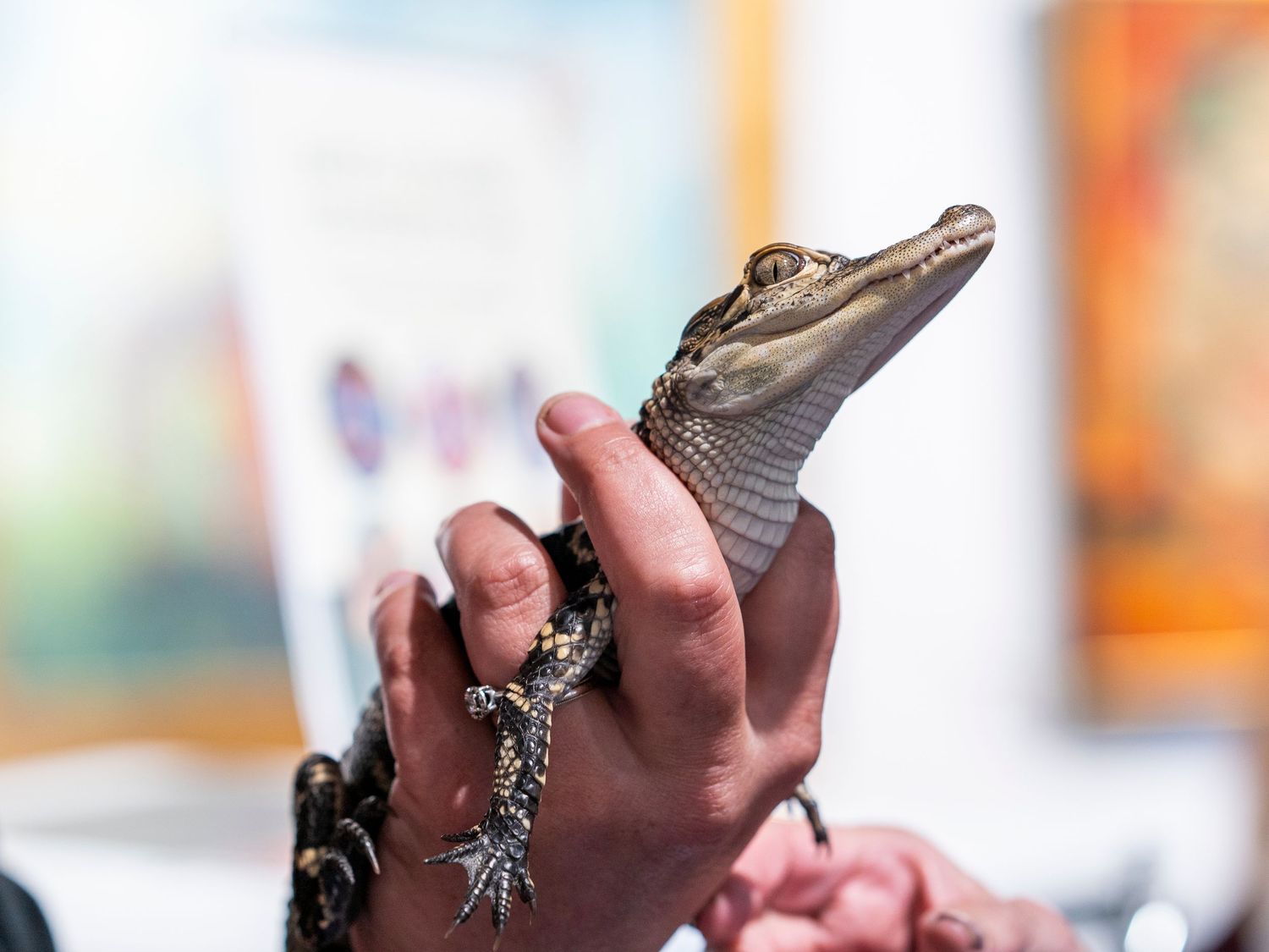 A sequence of photos showing a baby alligator being held and examined from different angles against a blurred background.