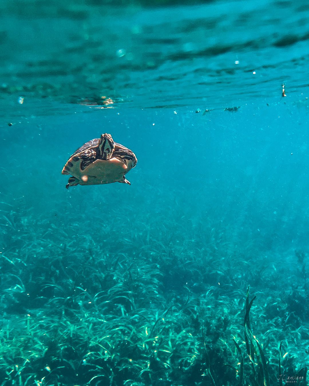 Sea turtle swimming underwater in crystal clear turquoise waters above coral reef.