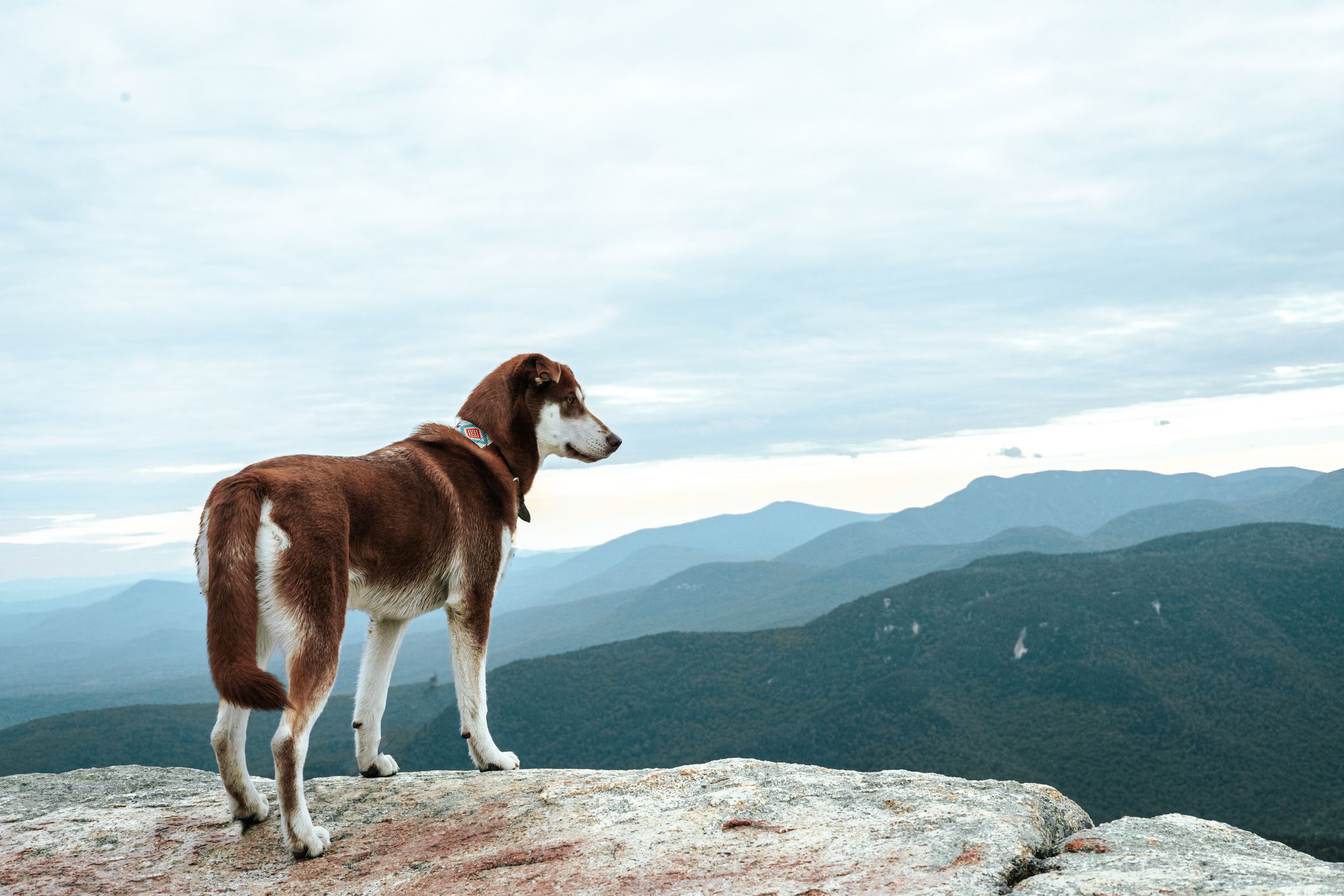Brown and white dog stands majestically on mountain peak overlooking distant ranges.
