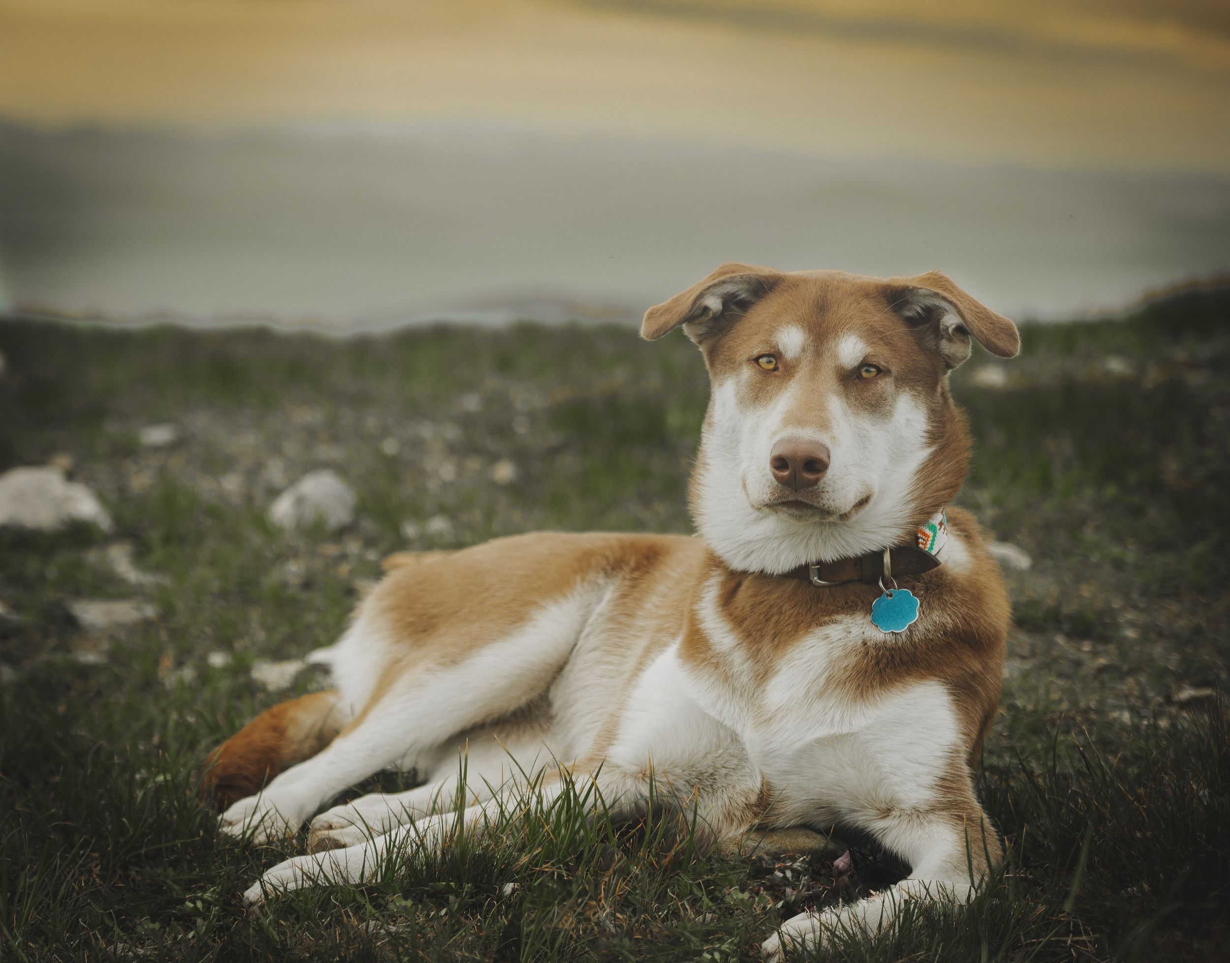 Tan and white husky mix dog rests on grassy hillside wearing blue collar.