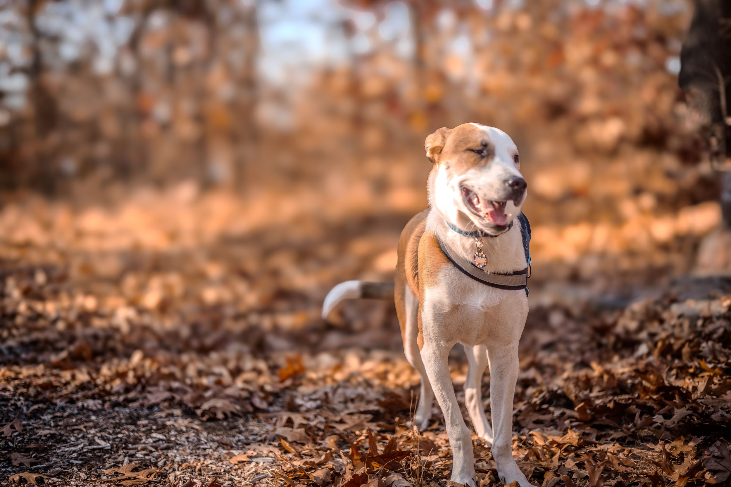 A tan and white mixed breed dog stands on autumn leaves with a happy expression in warm golden light.