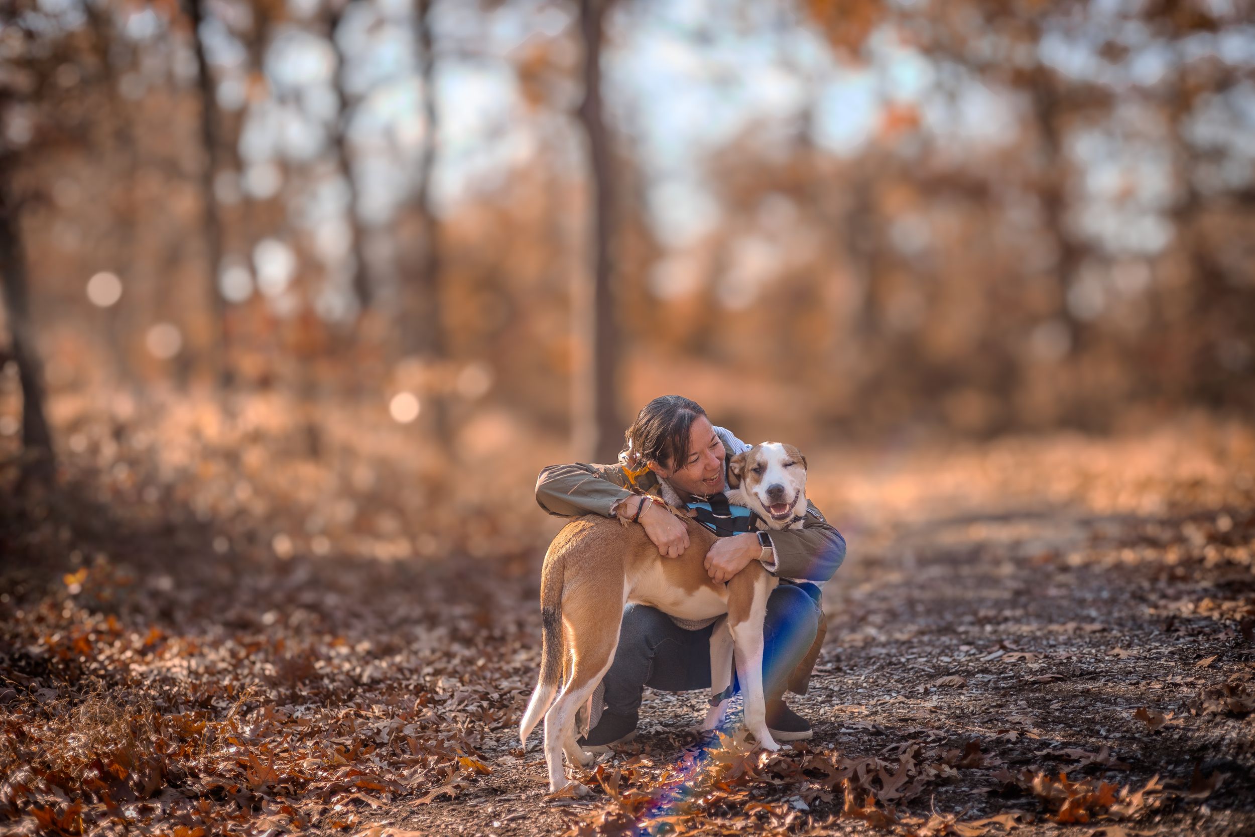A boxer dog stands with someone in a peaceful autumn forest trail with soft bokeh light effects and fallen leaves.