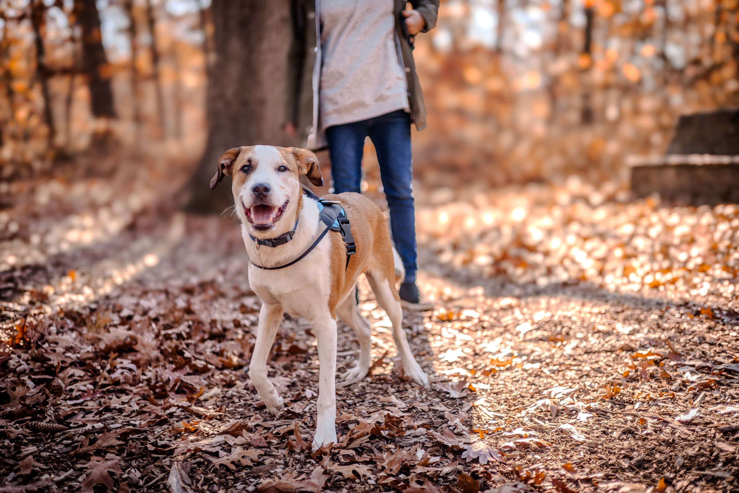 Happy tan and white dog wearing a blue harness stands on fallen autumn leaves during a walk in the woods.