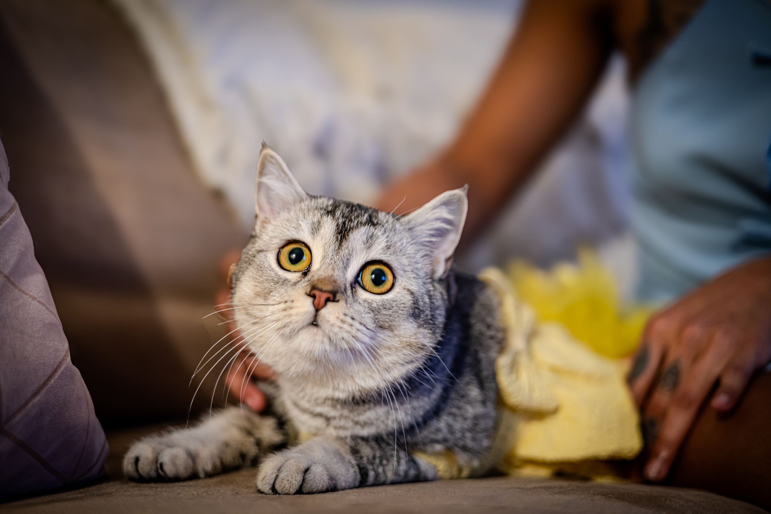 Adorable gray tabby cat with wide yellow eyes looking up curiously while being petted on a couch.