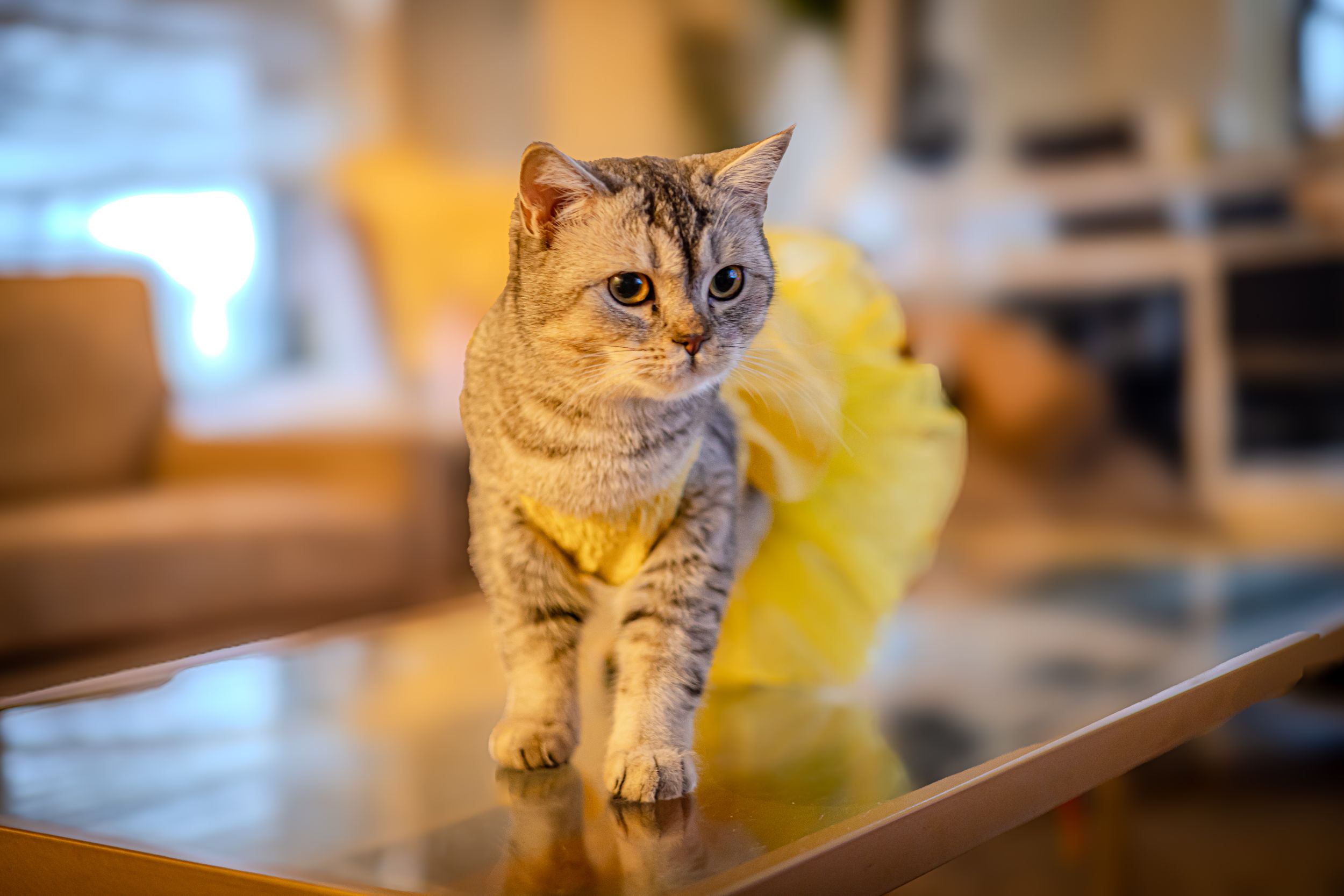 British shorthair cat in a yellow tutu dress walking elegantly on a wooden table with blurred background.