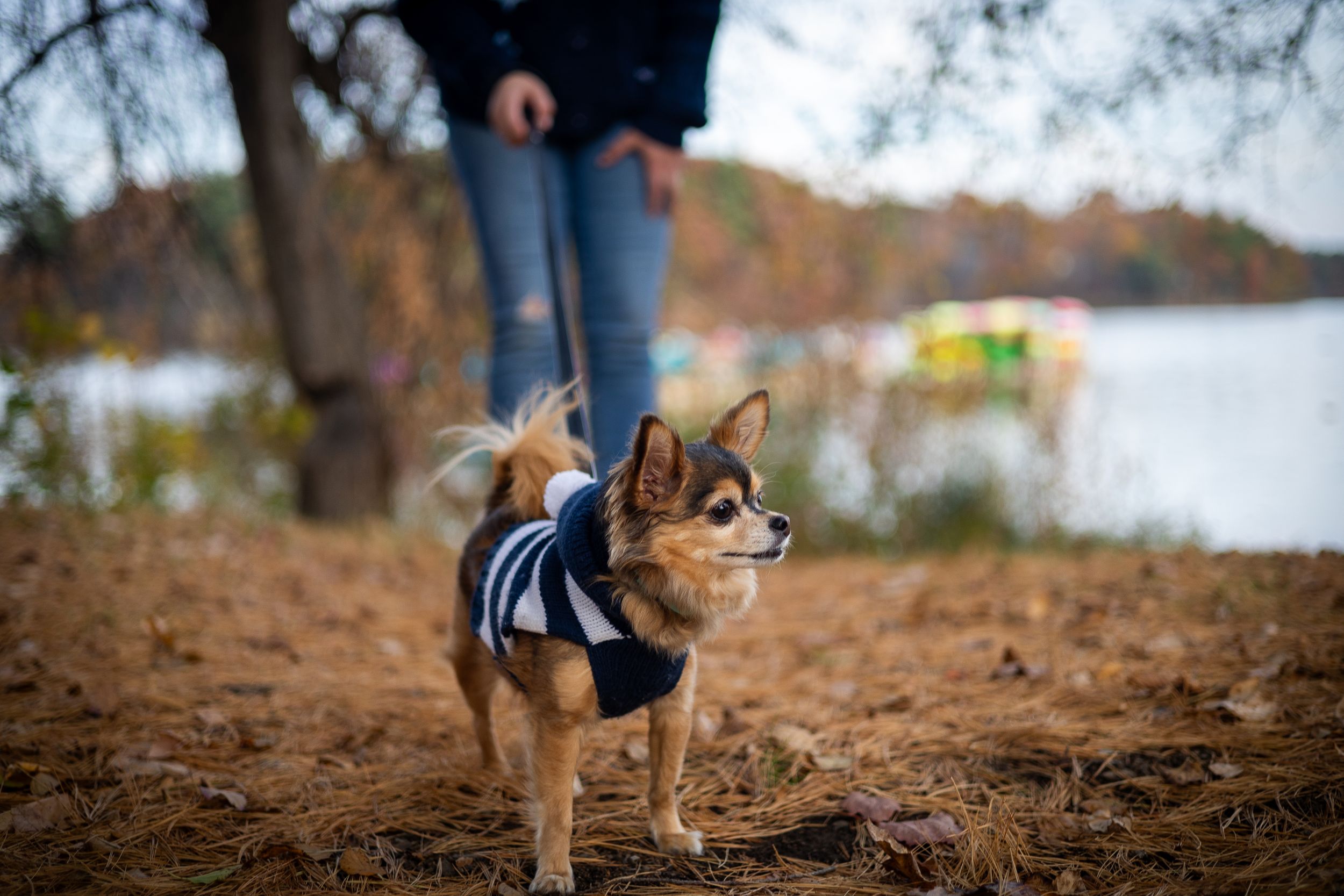 Chihuahua in navy blue winter jacket stands on dirt path near lake during autumn season.
