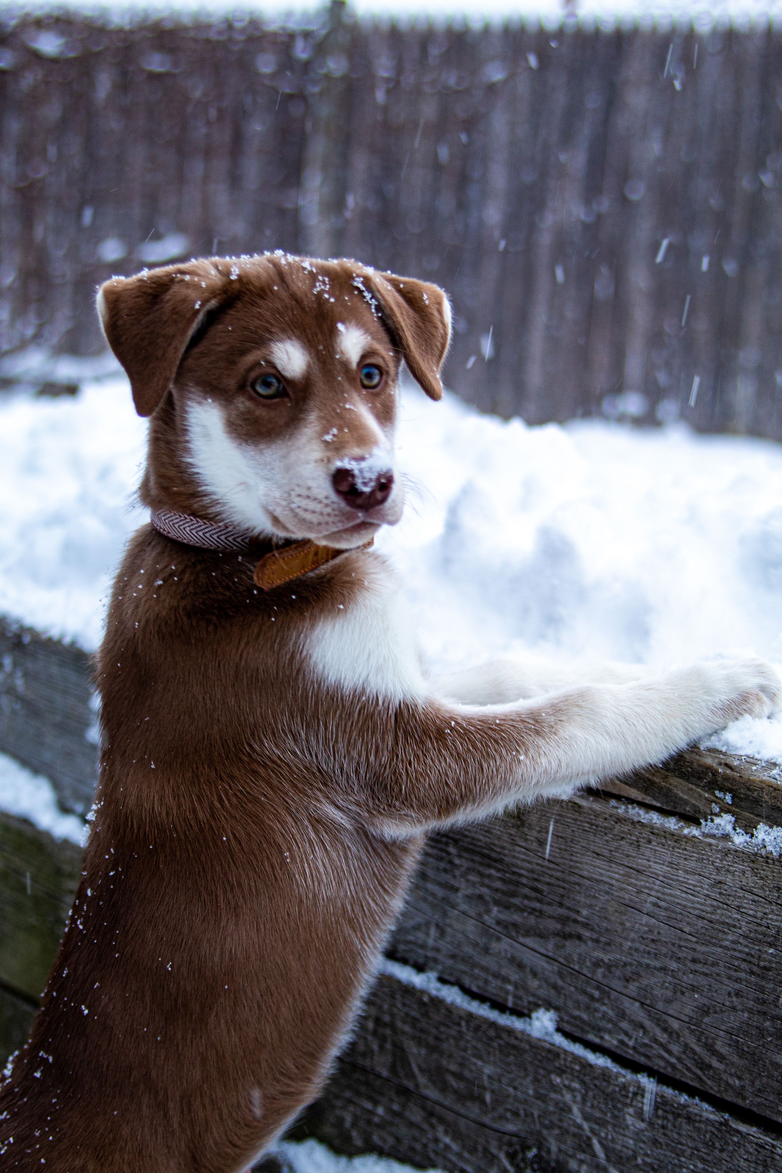 Brown and white puppy stands with paws on wooden railing during snowfall.