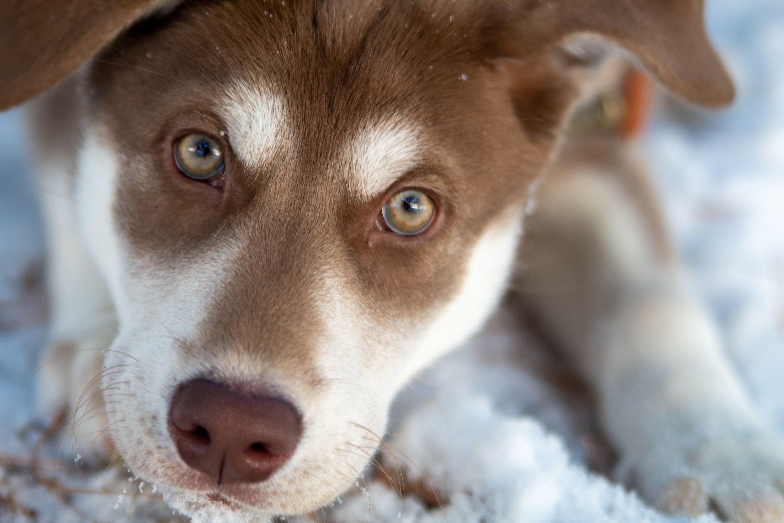 Close-up portrait of husky mix dog with striking brown and white facial markings.
