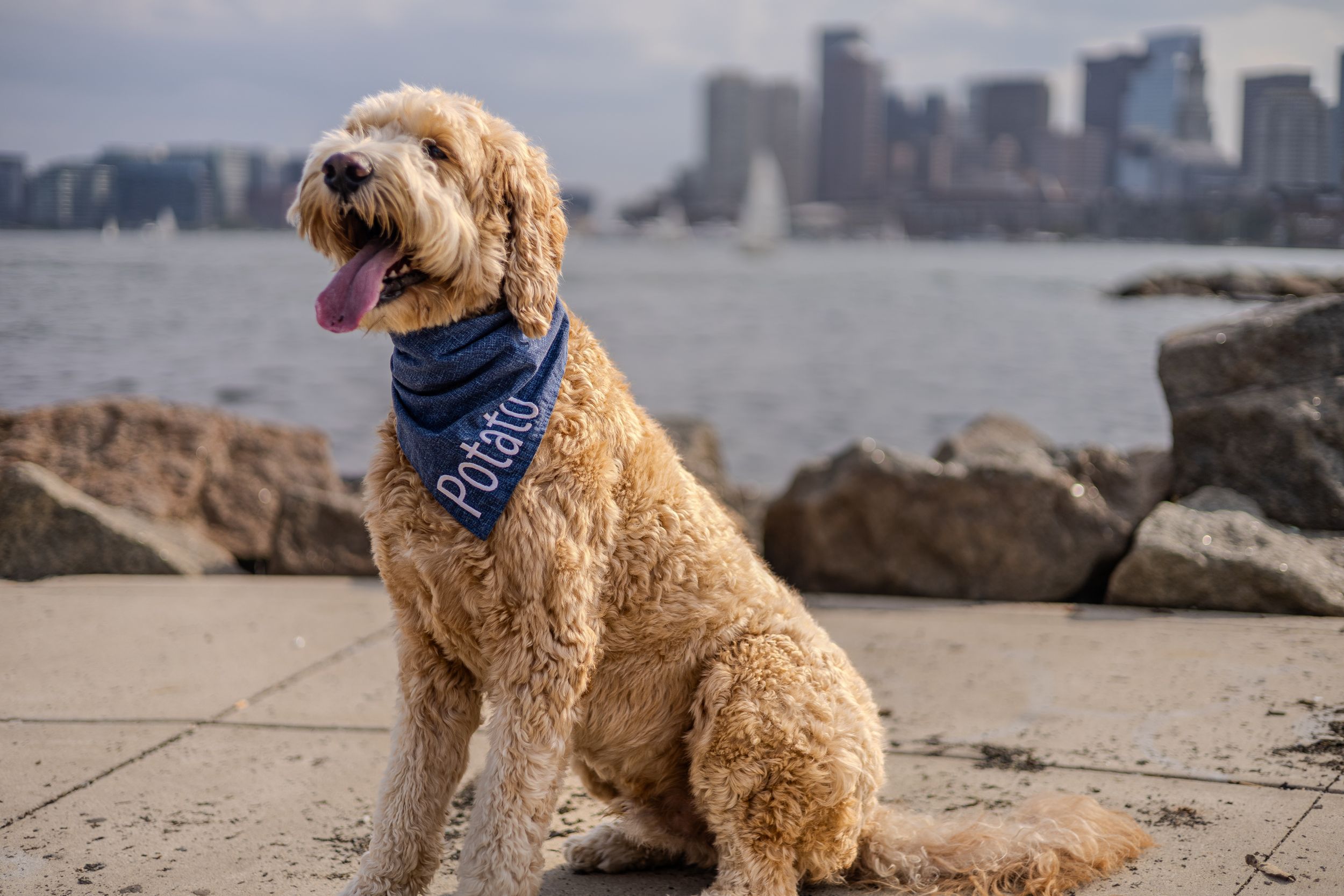 Goldendoodle dog wearing a bandana sits on rocky shore with Boston skyline in background.
