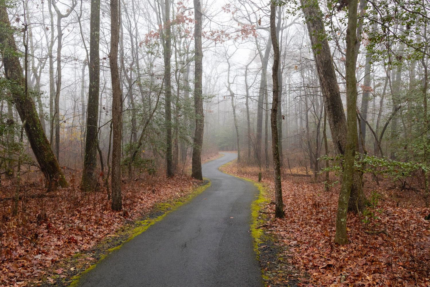 A paved park path curves gently into a foggy forest, lined with bare trees fading into the mist.