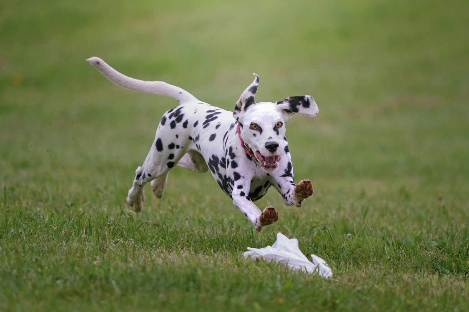 Lure Coursing  and Sprinter Dog Sports