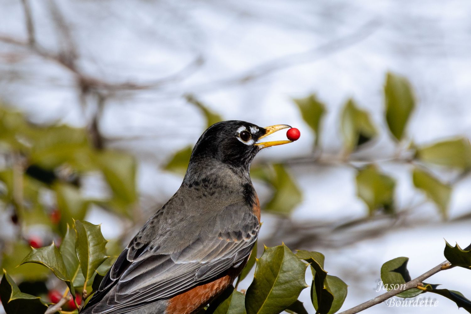 An American Robin perched on a tree branch, holding a bright red berry in its beak against a backdrop of green leaves.