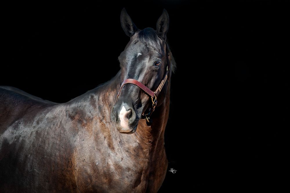 Close-up portrait of a dark bay horse with expressive eyes against a black background.