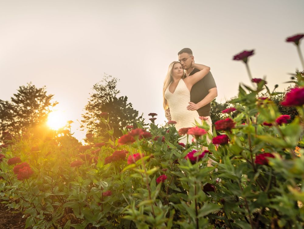 Deep red roses bloom in a garden with a glowing sunset in the background.