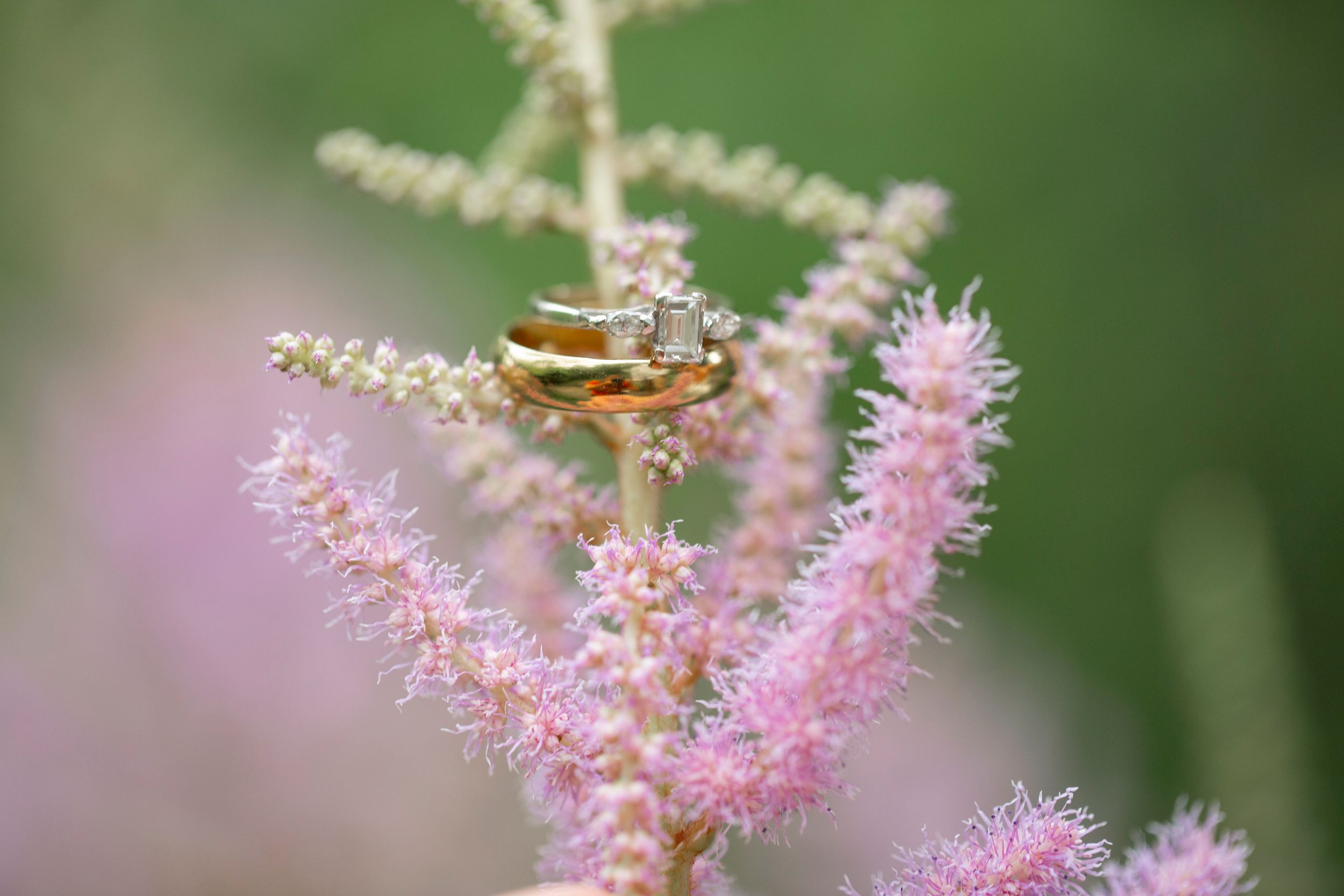 Gold wedding and engagement rings displayed on delicate pink astilbe flowers.