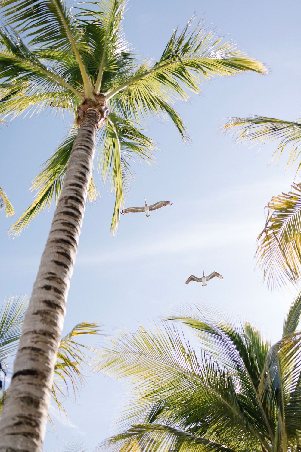 Two seagulls soaring above tropical palm trees against a clear blue sky on a sunny day.