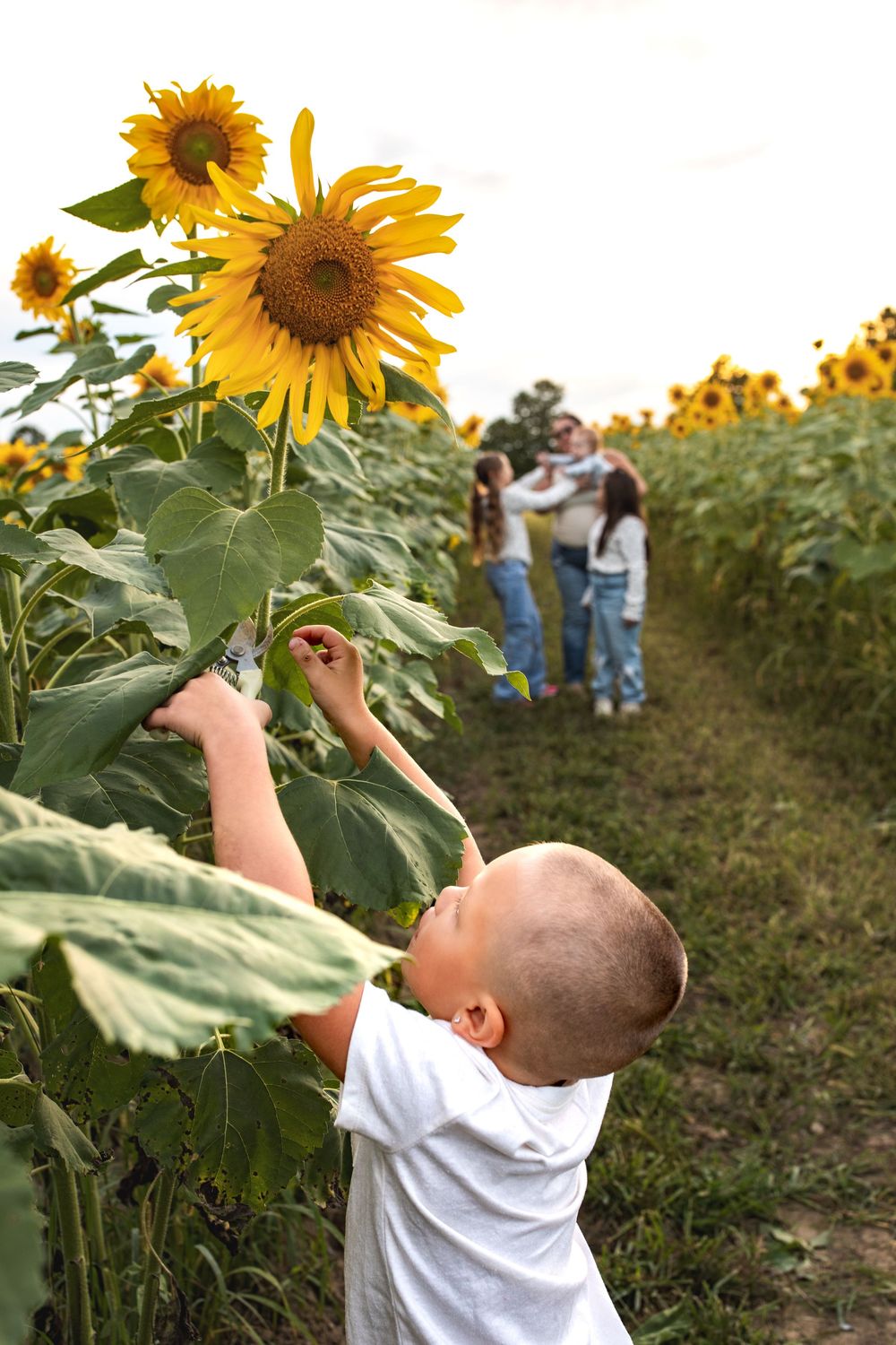 Glo Photo and Design captures sunset family photography session at Medina Sunflower fields