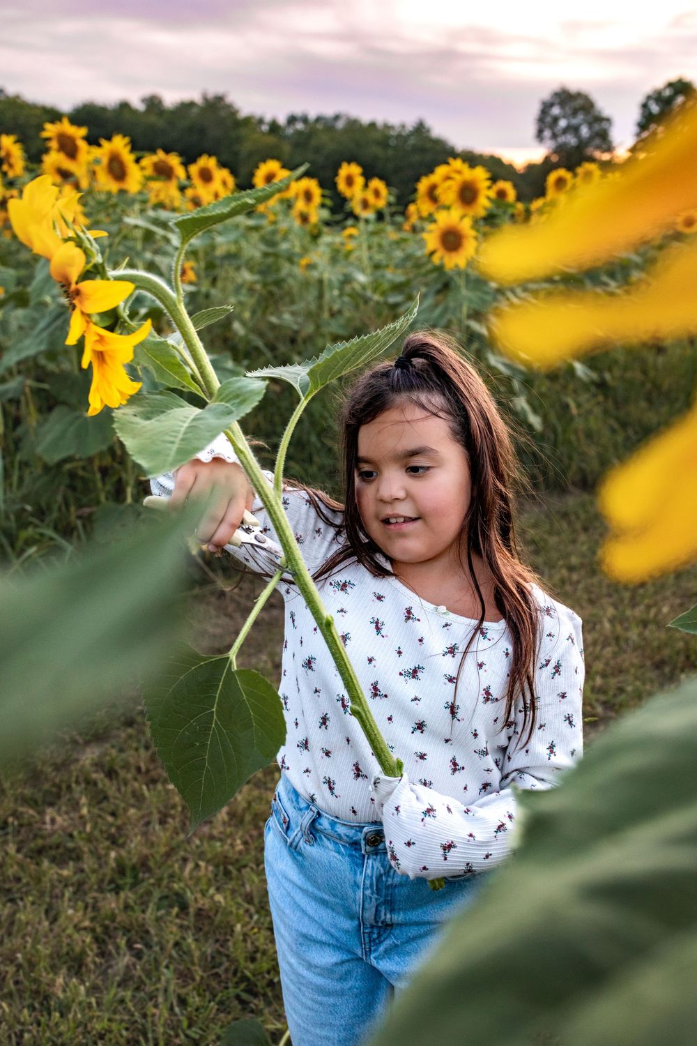 Glo Photo and Design captures sunset family photography session at Medina Sunflower fields