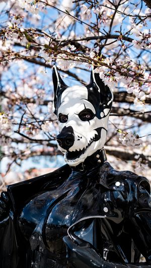 Person in black latex suit and wolf skull mask poses before blooming cherry blossom trees in spring.