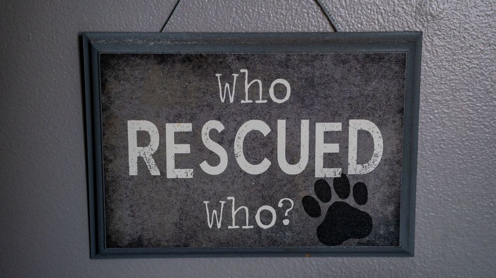 A framed sign with a paw print reading 'Who Rescued Who?' displayed on a gray wall.