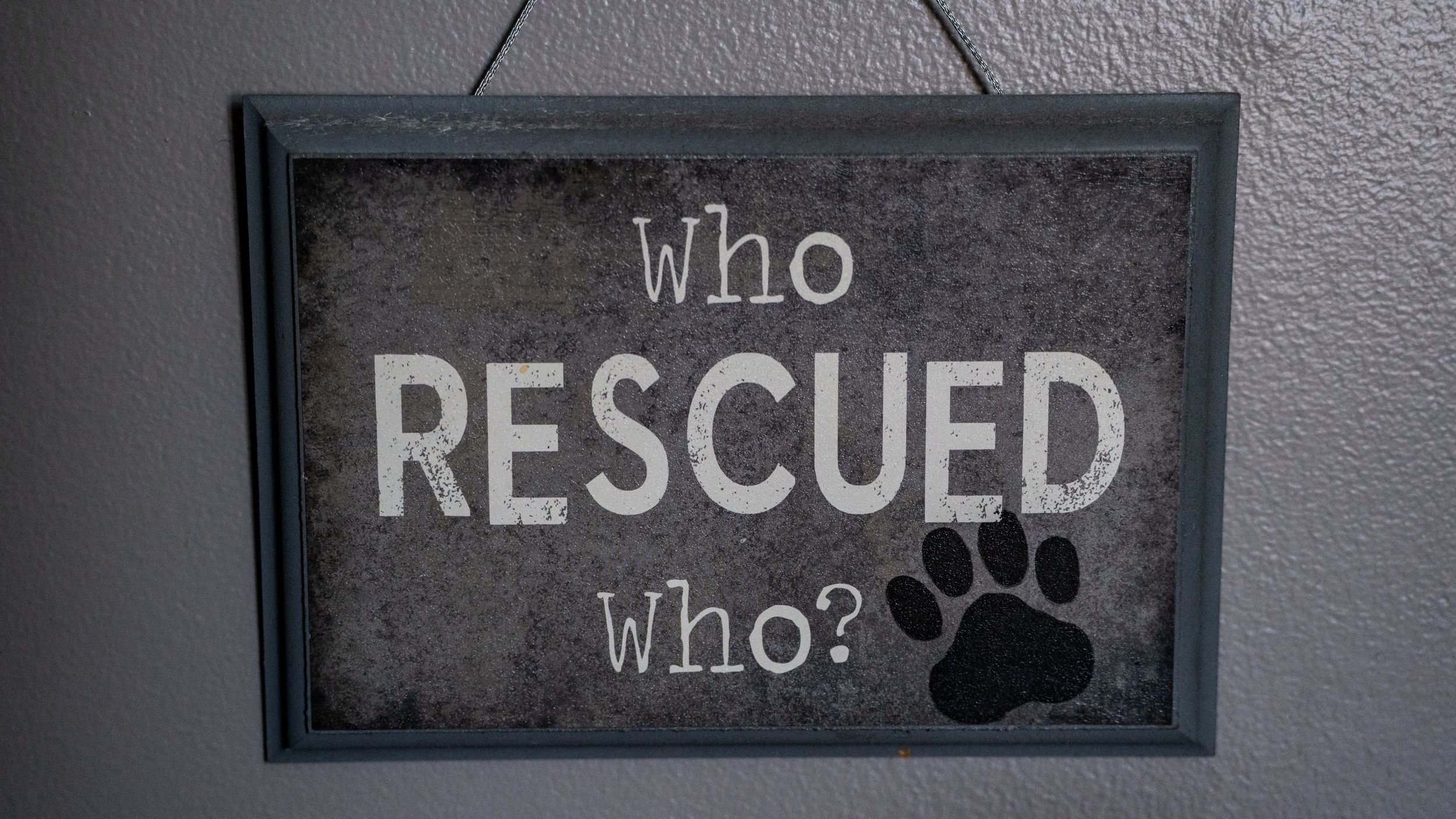 A framed sign with a paw print reading 'Who Rescued Who?' displayed on a gray wall.