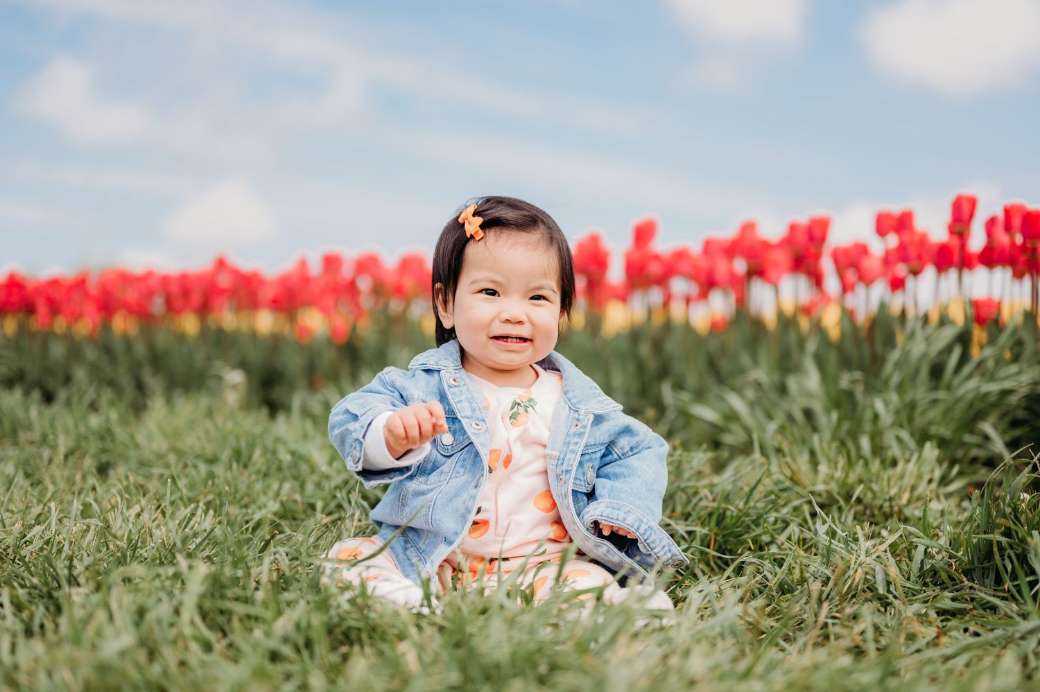 Sweet toddler in denim jacket sits among vibrant red tulip field on a sunny spring day at Holland Ridge Farms.