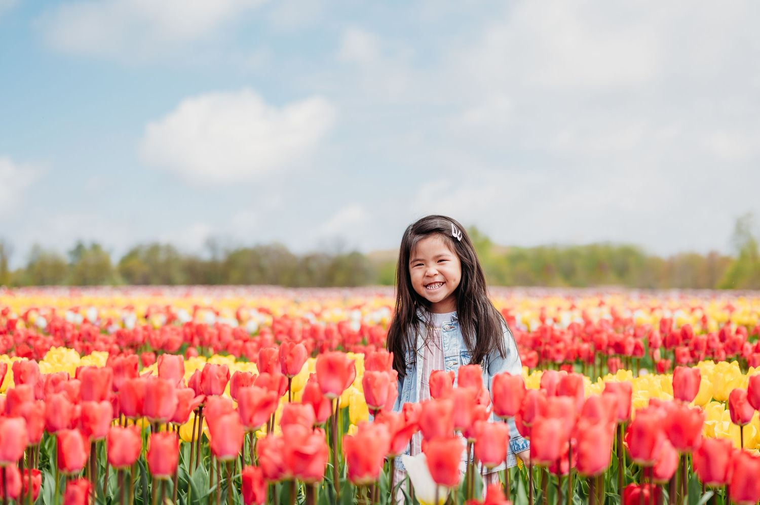 A vast field of vibrant red and yellow tulips stretches across a spring landscape beneath a blue sky with white clouds.
