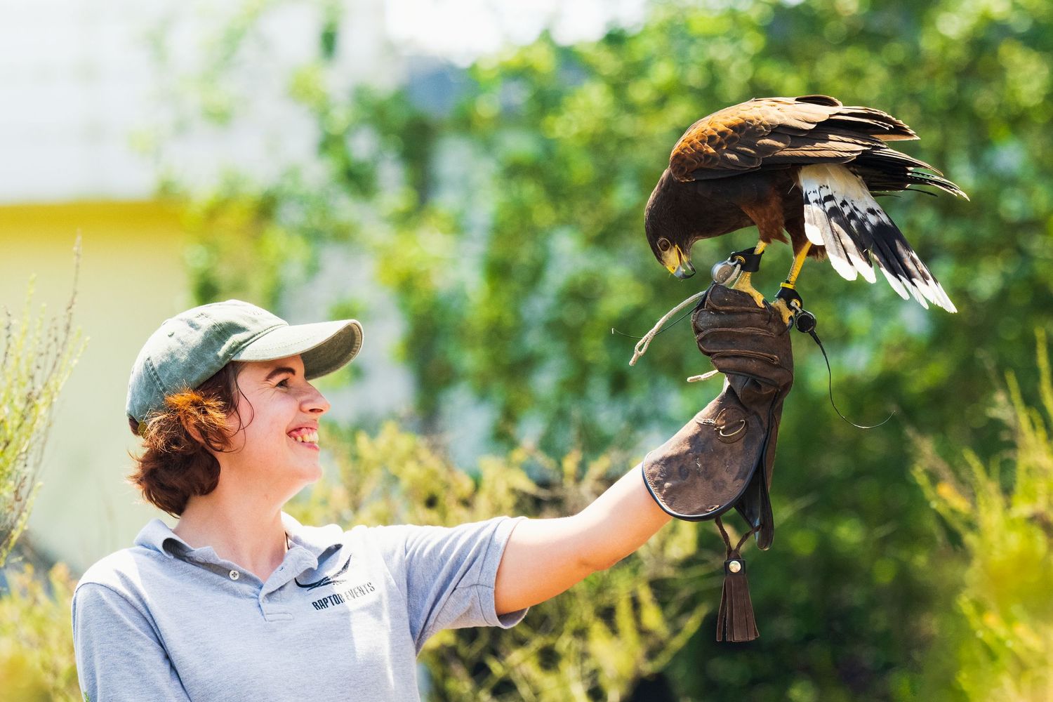 A bird handler from Raptor Events holds a trained hawk perched on their gloved hand during an outdoor falconry demonstration.