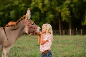 A sweet moment shared between a young person and a donkey in a sunlit field.