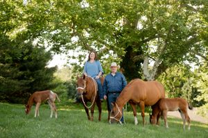 Riders with horses and foals gather under shady trees in summer pasture.