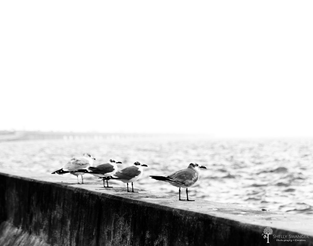 Black and white photo of seagulls perched on a stone wall by the ocean with waves in the background.