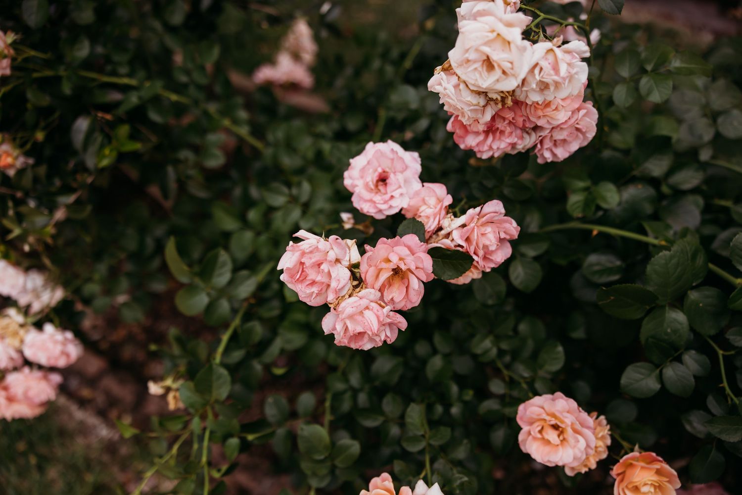 Blooming pink roses on bush with soft bokeh background.