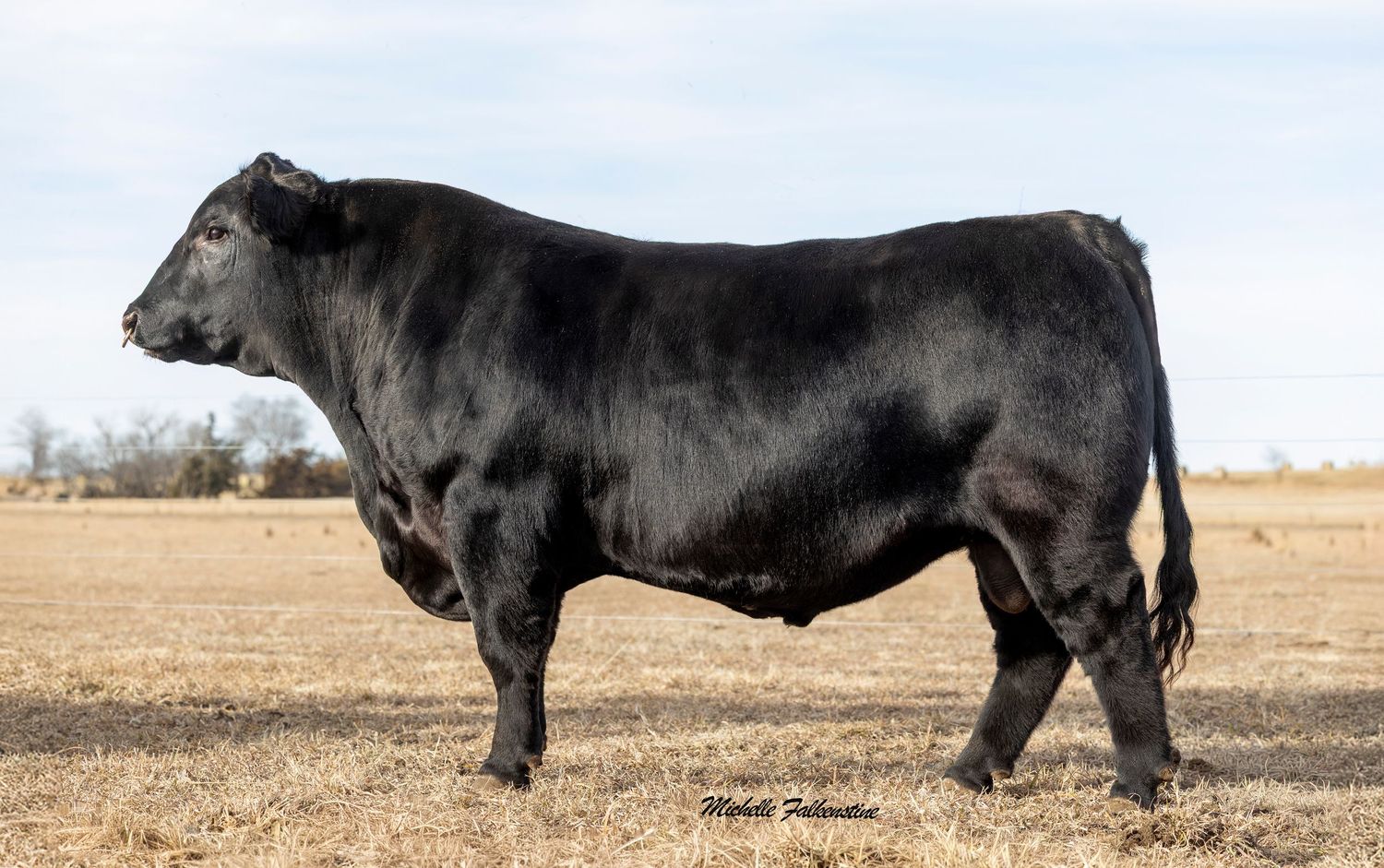 Black Angus cattle grazing in a dry field against a bright sky.