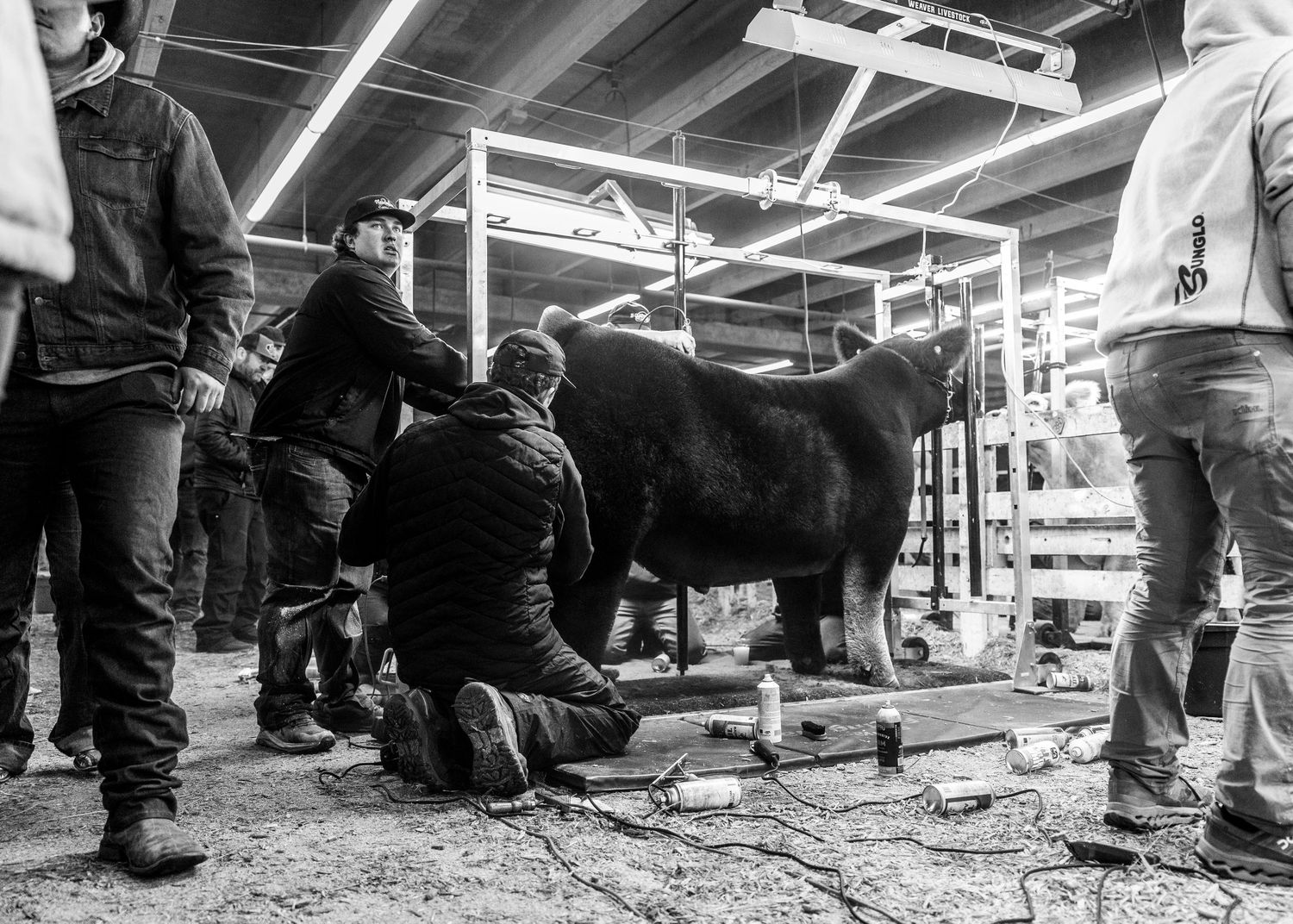Low-angle black and white shot of cattle being handled in industrial facility.