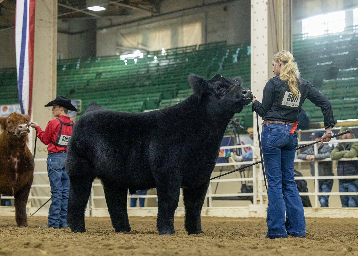 Black show steer being presented in arena with green stadium seating in background.