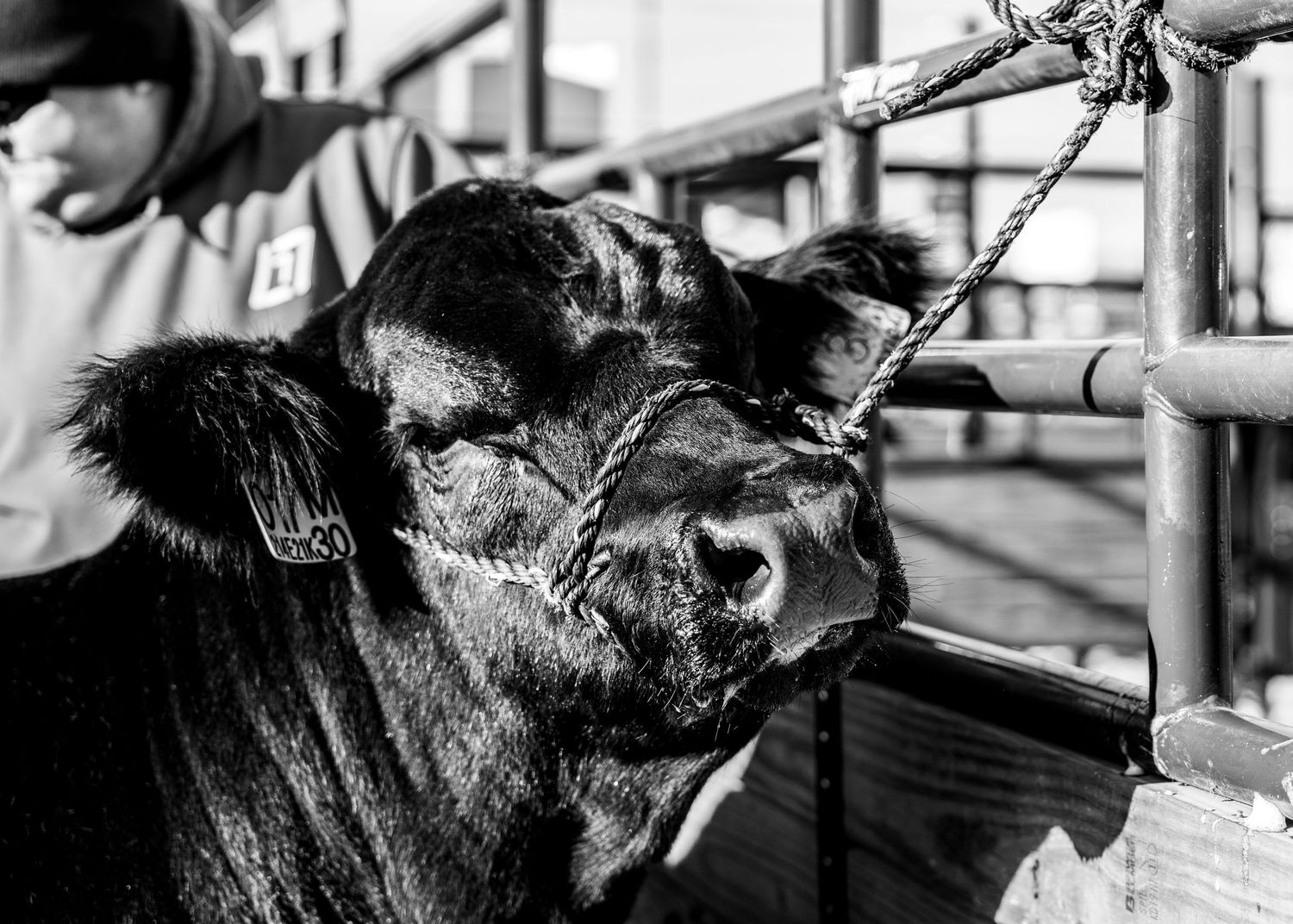 Close-up profile of black cattle being fed or examined.