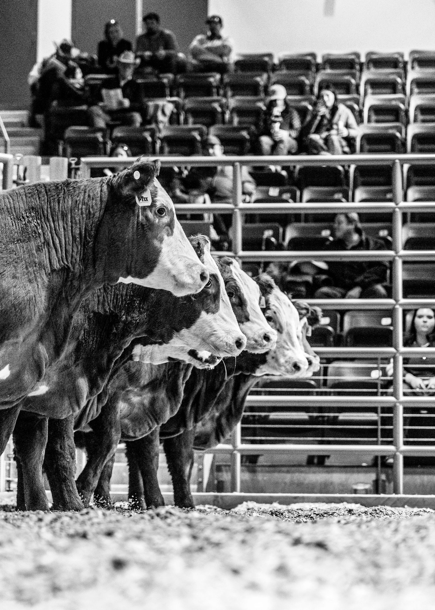 Row of black and white cattle lined up at indoor livestock show.