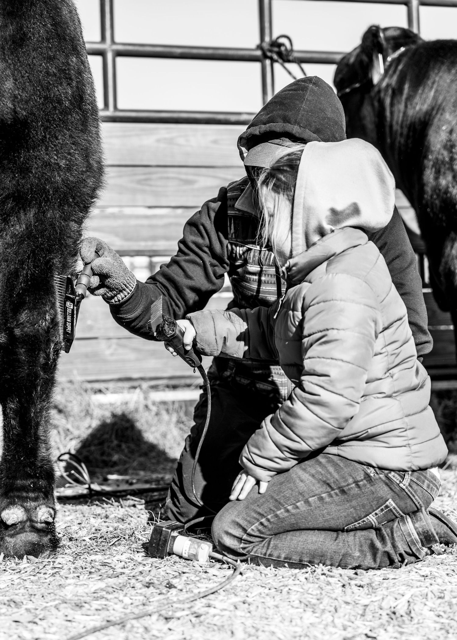 Person in winter clothing kneeling to care for a large show animal's hooves.
