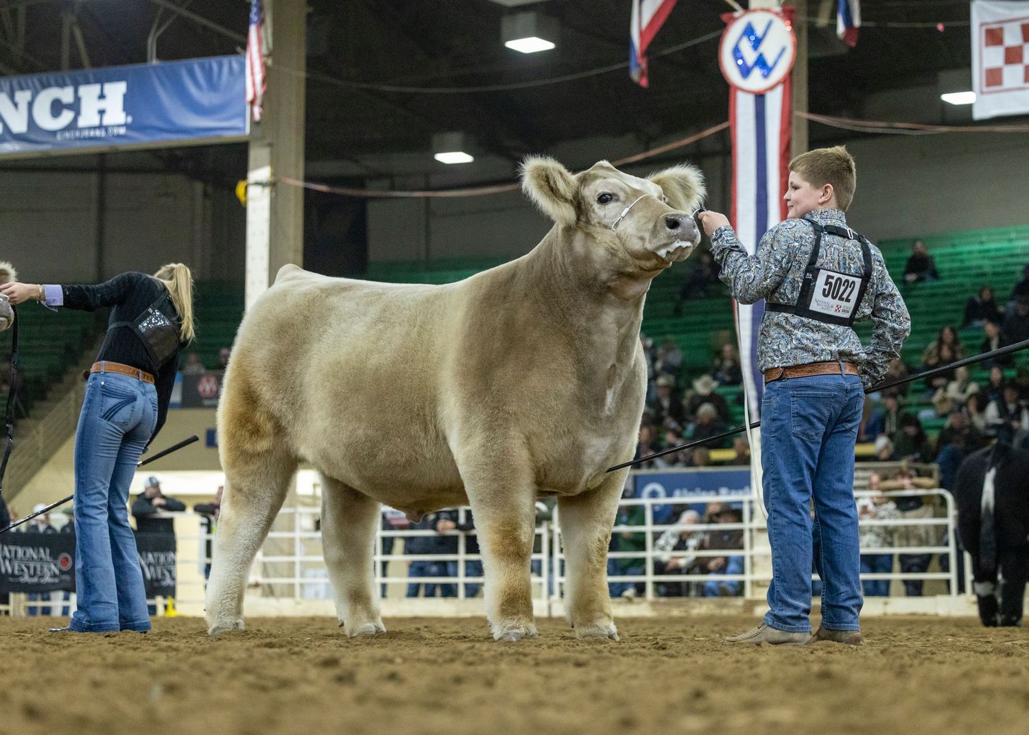 Light colored show steer standing in indoor arena during livestock competition.