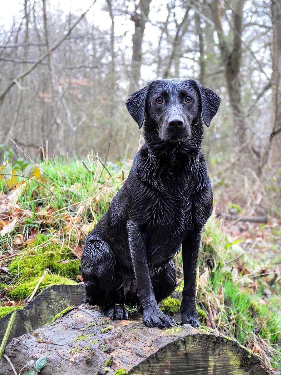 All Scene Images, is a professional outdoor dog photographer based in Harwich, Essex, UK.