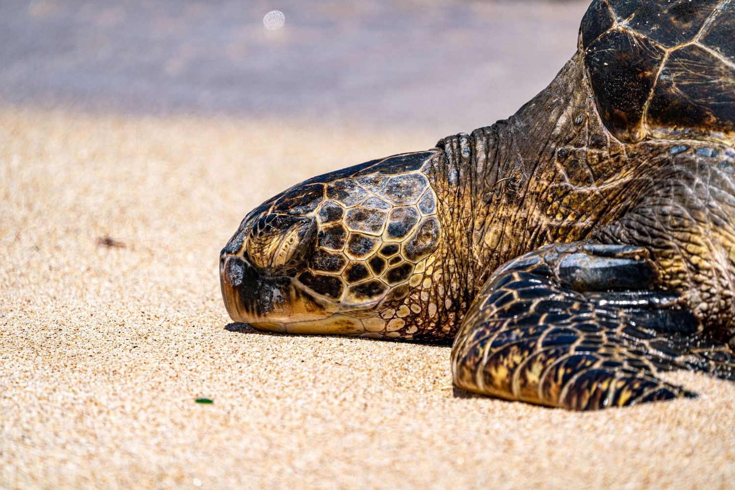 A Hawaiian green sea turtle rests on golden sand with its distinctive shell pattern visible.