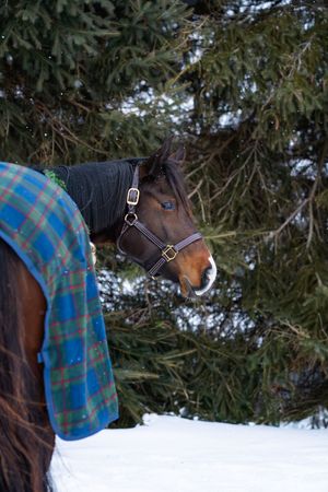 A bay horse wearing a halter and blanket stands in snow near evergreen trees in winter.