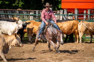 A cowboy herding cattle on horseback in a dusty corral.